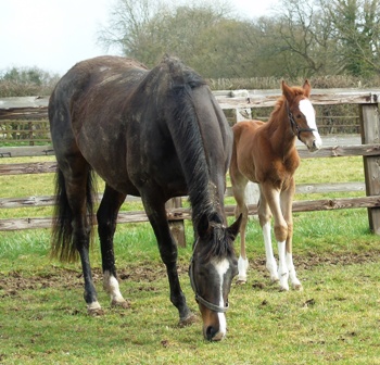 2018 colt by Lope de Vega